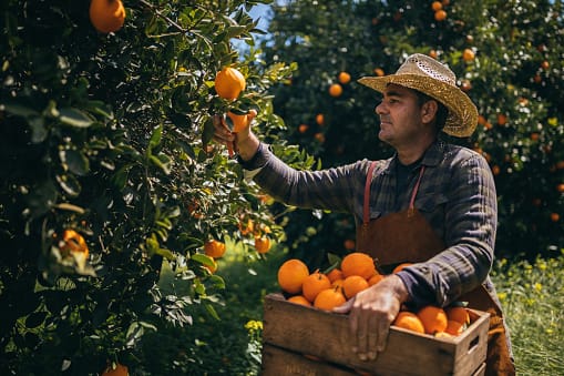 Workforce still a citrus priority