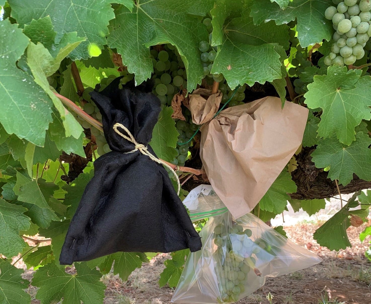 Promising new technology helping grapevine smoke taint