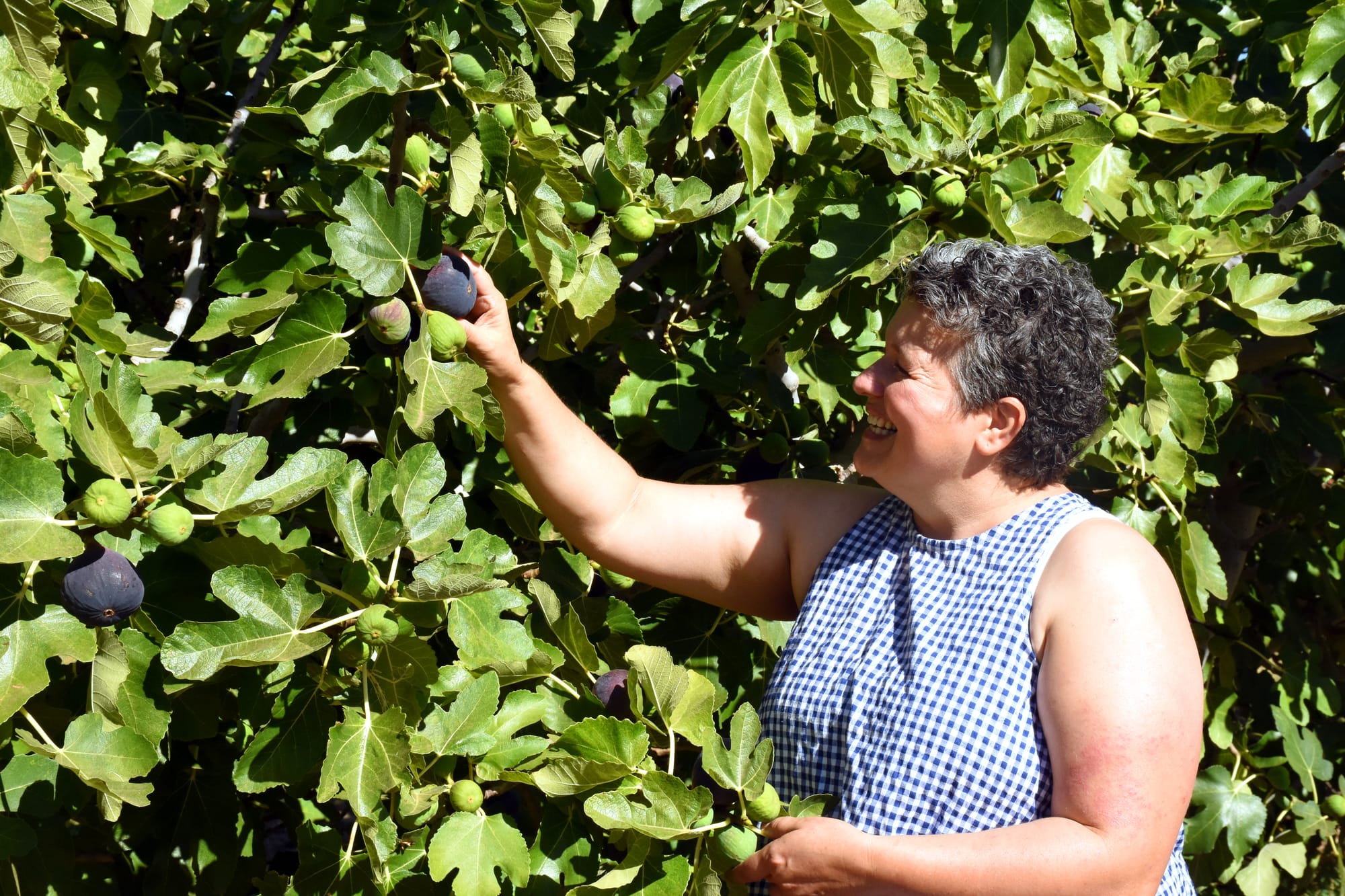 Award-winning Riverland dried fruit? It's a pretty fig deal